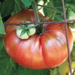 Brandywine Tomato