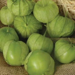 Tamayo R Hybrid Tomatillo