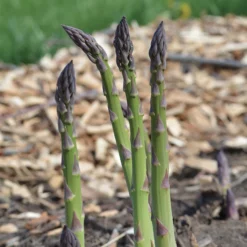 Mary Washington Asparagus