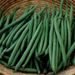 Annihilator Bush Bean