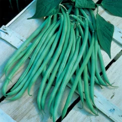 Fortex Filet Pole Bean