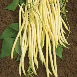 Monte Gusto Pole Bean