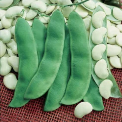 King Of The Garden Pole Lima Bean