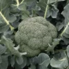 Godzilla Hybrid Broccoli