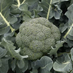 Godzilla Hybrid Broccoli