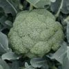 Green Magic Hybrid Broccoli
