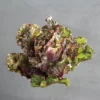 Autumn Star Kalettes&reg;