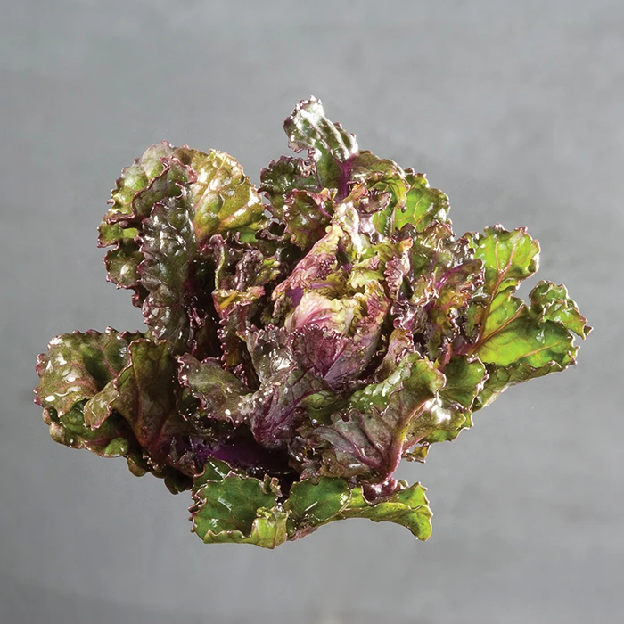 Autumn Star Kalettes®