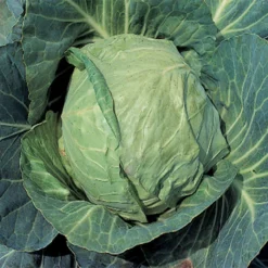Danish Ballhead Cabbage