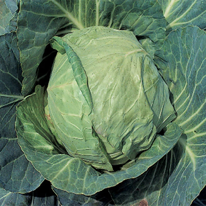 Danish Ballhead Cabbage