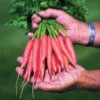 Adelaide Hybrid Carrot