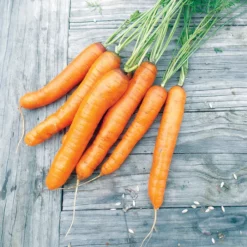 Barracuda Hybrid Carrot