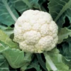 Amazing Cauliflower