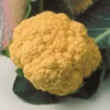 Cheddar Hybrid Cauliflower
