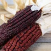 Bloody Butcher Ornamental Corn