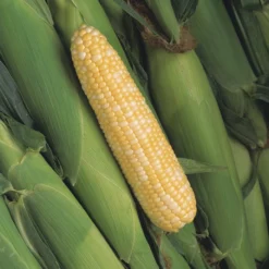 Peaches And Cream Mid EH Bicolor Sweet Corn