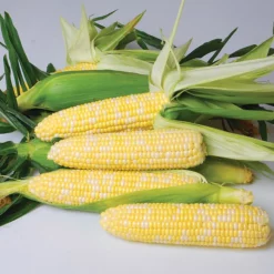 Nirvana Bicolor Hybrid Sweet Corn
