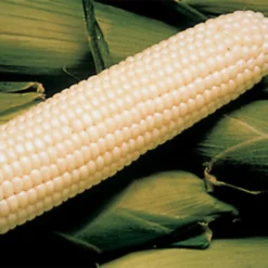 Silver King White Hybrid Sweet Corn