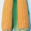 Illini Xtra-Sweet™ Hybrid Sweet Corn