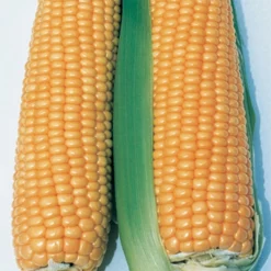 Illini Xtra-Sweet™ Hybrid Sweet Corn