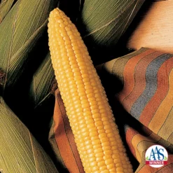 Honey Select Hybrid Triplesweet® Sweet Corn