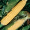 Jubilee Hybrid Sweet Corn