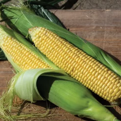 Northern Xtra-Sweet™ Hybrid Sweet Corn