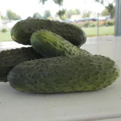 Artist Hybrid Cucumber