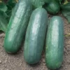 Eureka Hybrid Cucumber