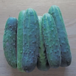 Straight Eight Cucumber