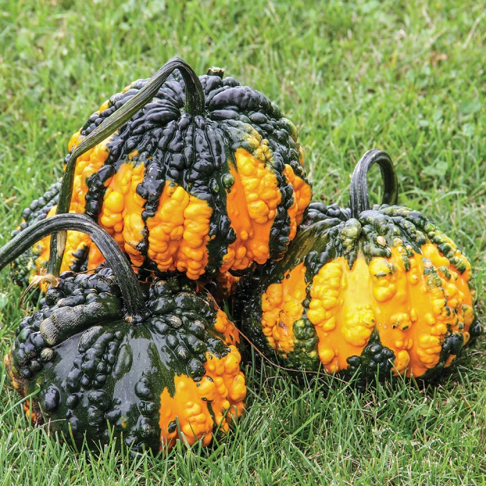 Hoargarth Gourd