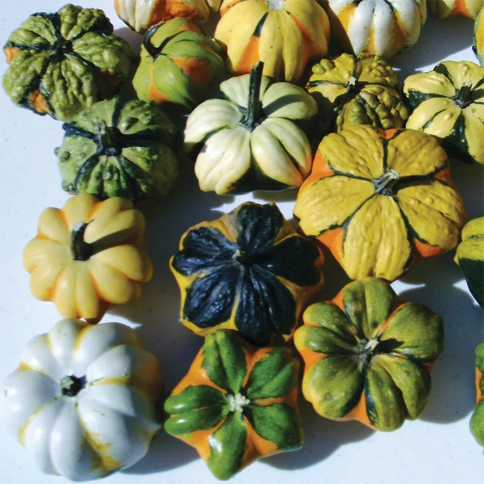 Daisy Mix Gourds