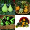 All Types Mixed Fancy Gourds