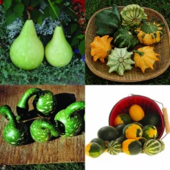 All Types Mixed Fancy Gourds