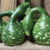 Speckled Swan Gourds