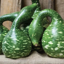 Speckled Swan Gourds