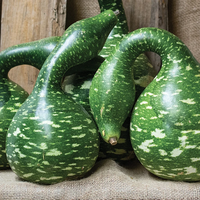 Speckled Swan Gourds