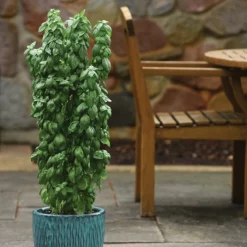 Everleaf™ Emerald Towers Basil