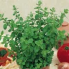 Oregano Greek