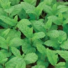 Peppermint Herb