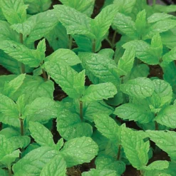 Peppermint Herb