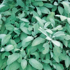 Sage Broadleaf