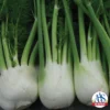 Antares Hybrid Fennel