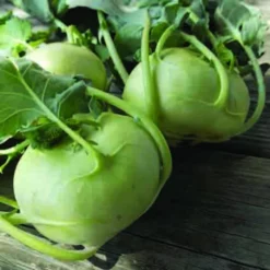 Quickstar Hybrid Kohlrabi