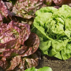 Butterhead Blend Lettuce