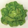 Sylvesta Lettuce