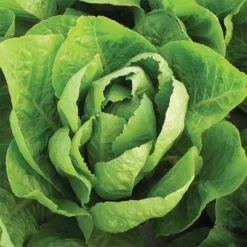 Super Jericho Lettuce