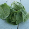 Little Gem Romaine Lettuce