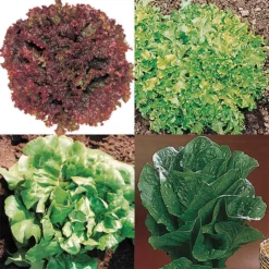 Lettuce Sampler