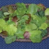 Various Baby Leaf Zesty Mesclun Mix